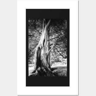 Gnarled Oak Posters and Art